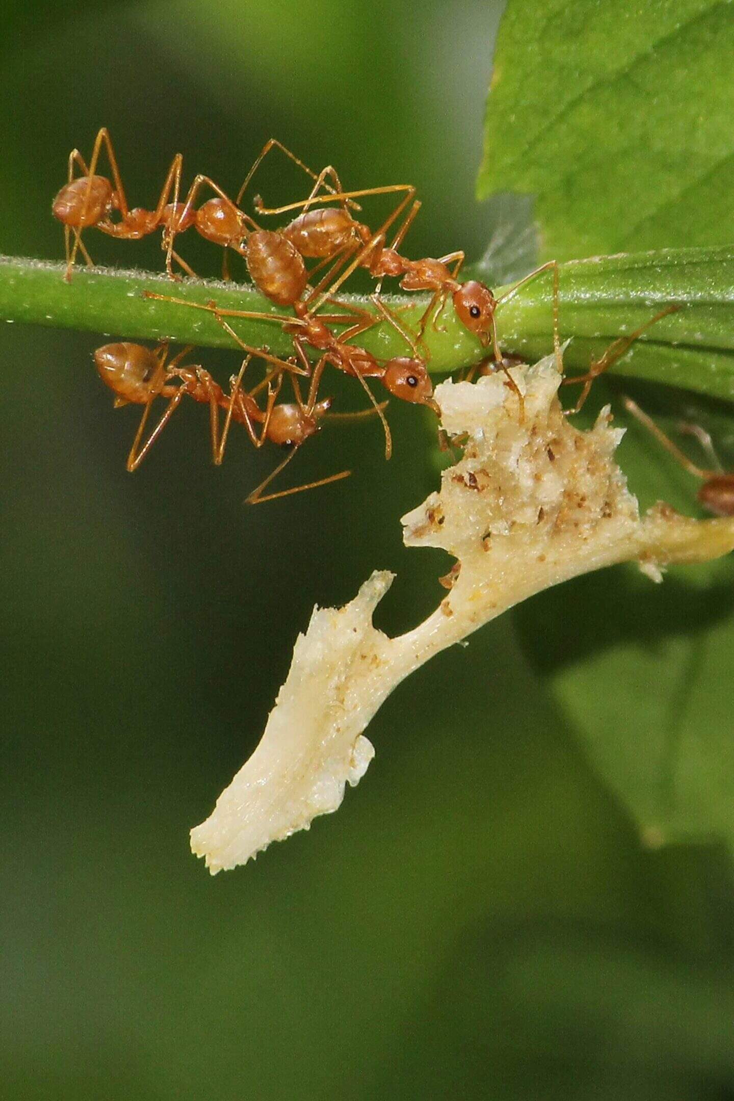 What Property Owners Should Know About Controlling Insect Infestations