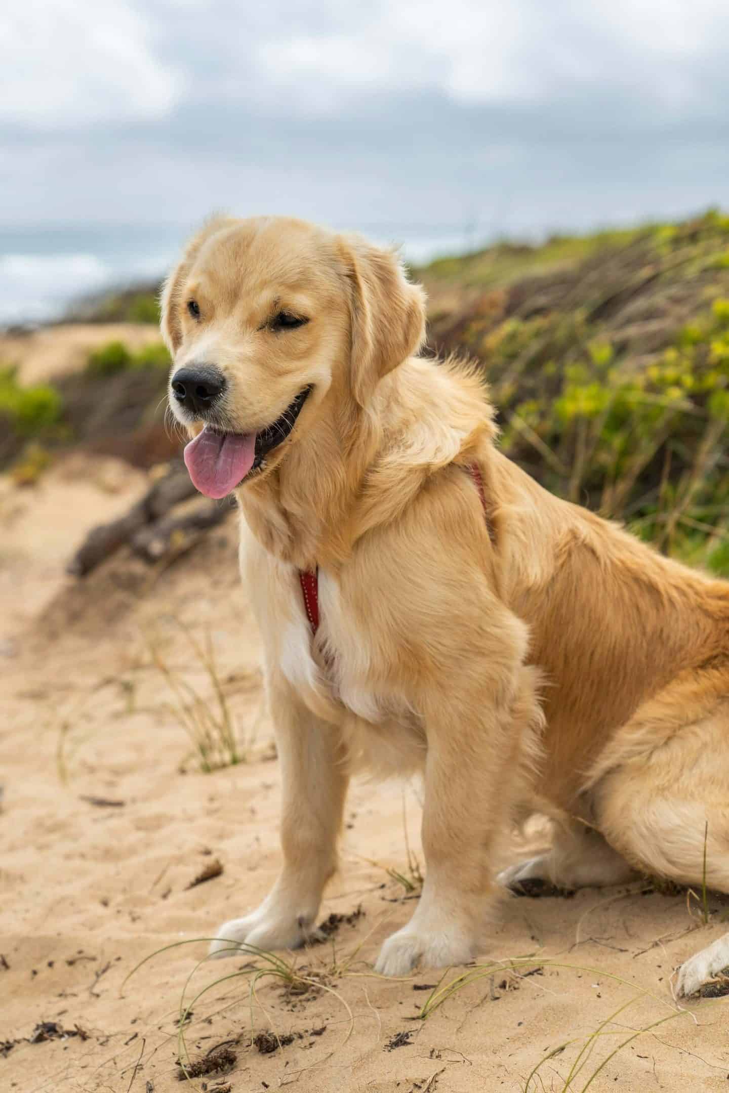 Top 4 Pet Insurance Companies 2026