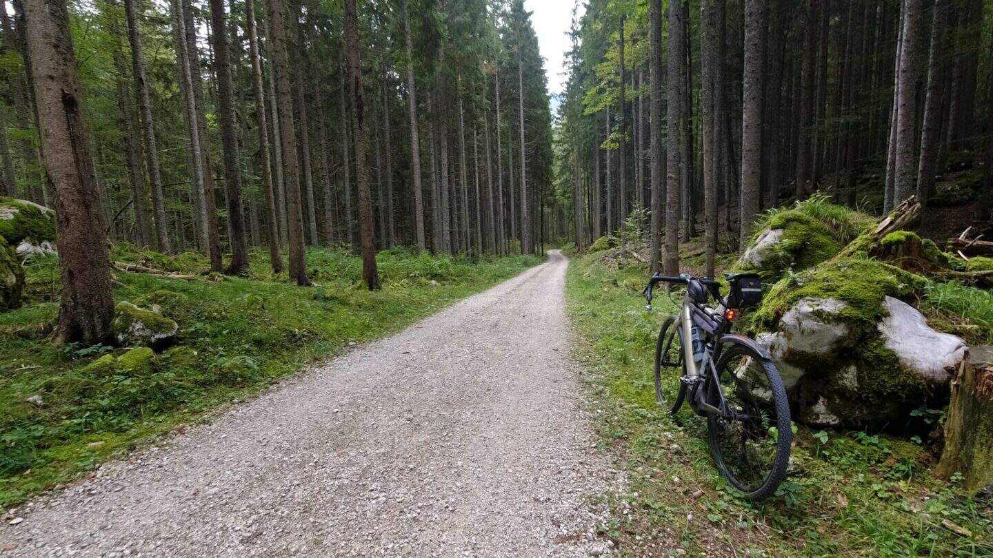Where Forest Paths Lead to Forgotten Castles
