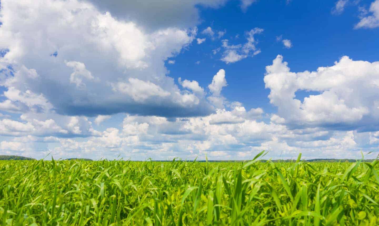 Green grass and sky at beautiful sunny day.