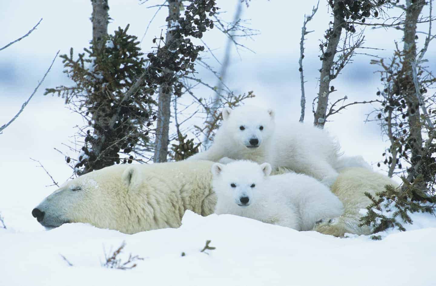 Group of polar bear cubs and adult polar bear laying in snow