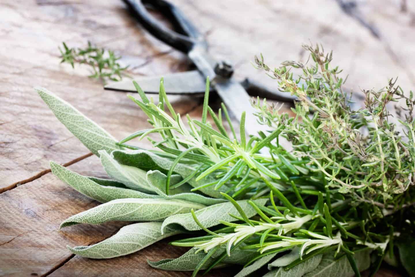 How To Grow Your Own Herb Garden - freshly cut herbs from the garden