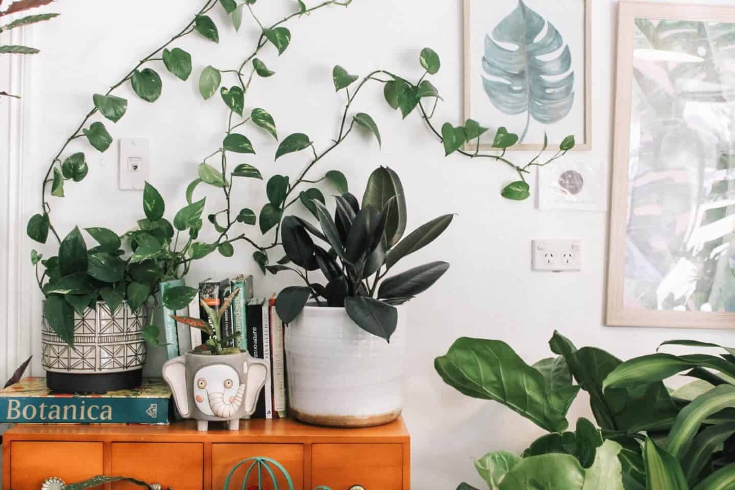 Keep Your Plants Alive and Thriving During the Fall and Winter Months