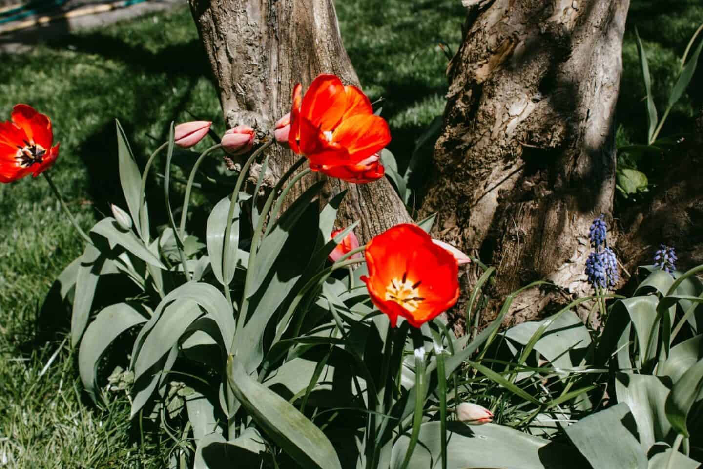wild tulips