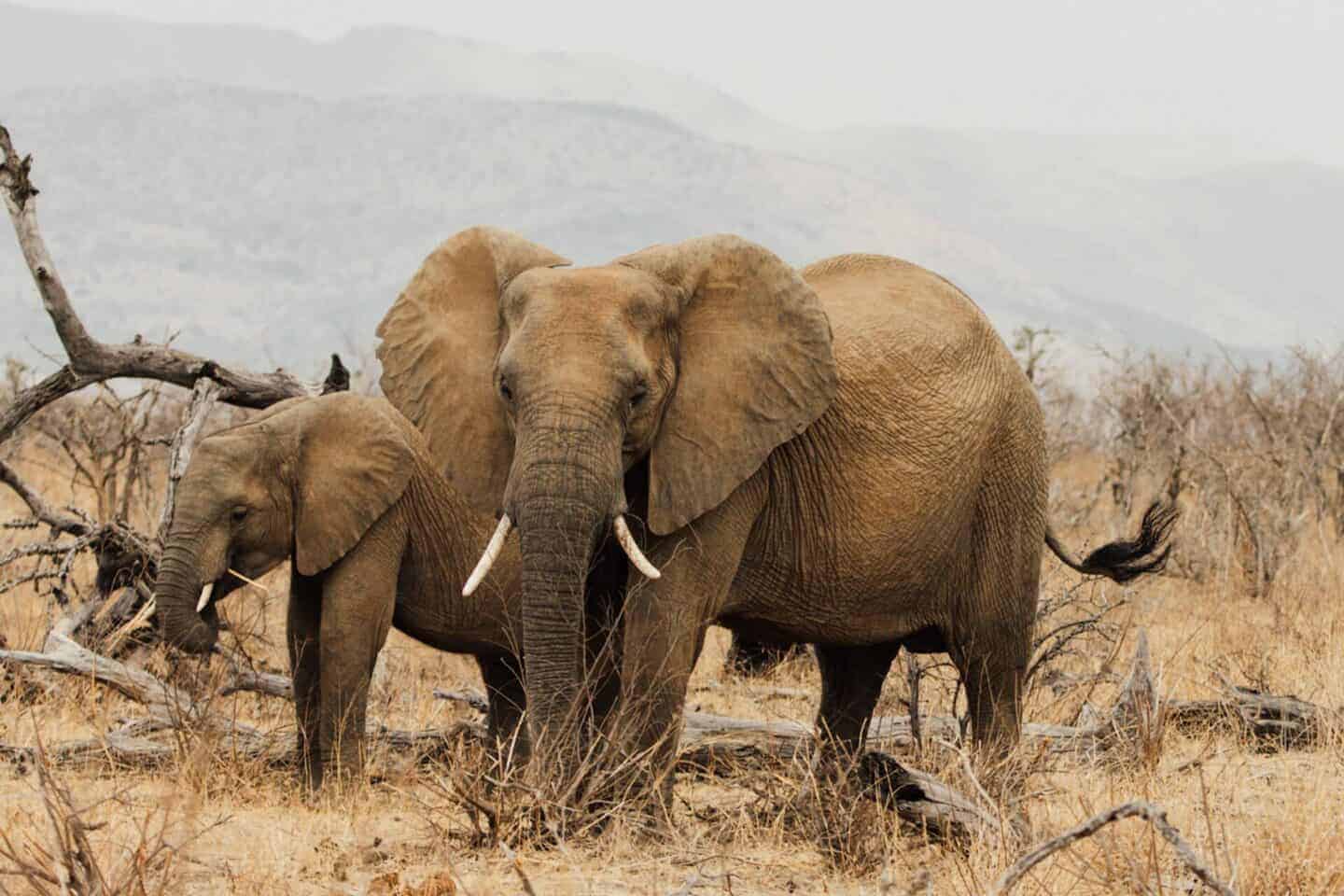 Designing a Once-in-a-Lifetime Luxury Family Safari