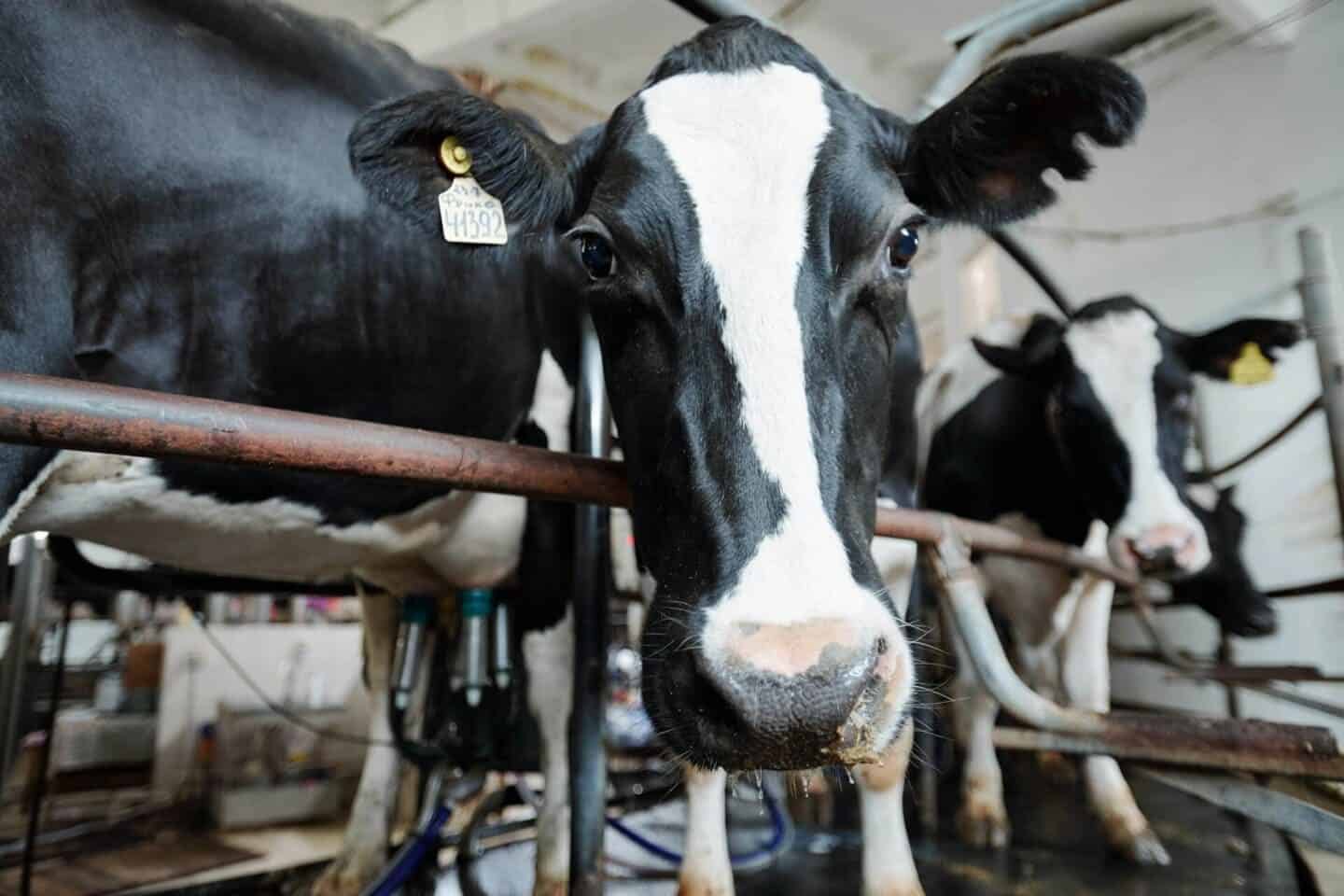 What Are the Top Electric Butter Churn Models for Small Dairy Farms - Compact, Durable Picks for Reliable On‑Farm Production