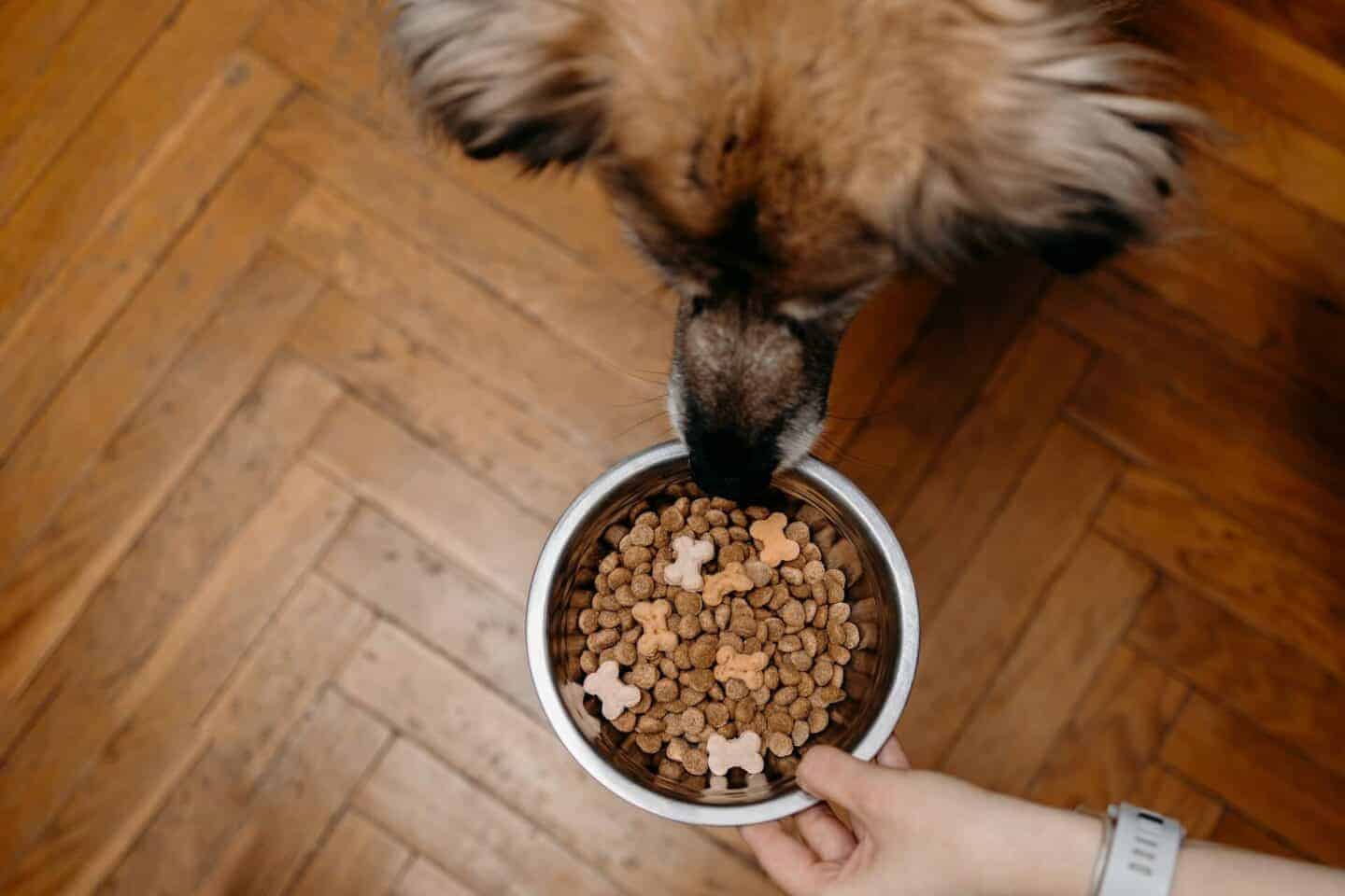 How To Feed Your Dog According To Activity Level