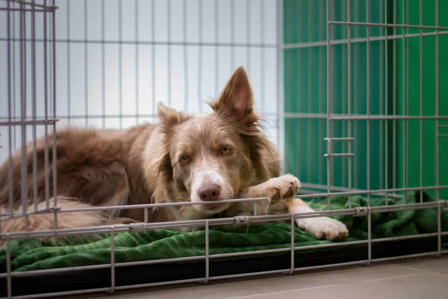 What Are the Vaccination and Vetting Protocols a Good Dog Boarding Facility Should Adhere To