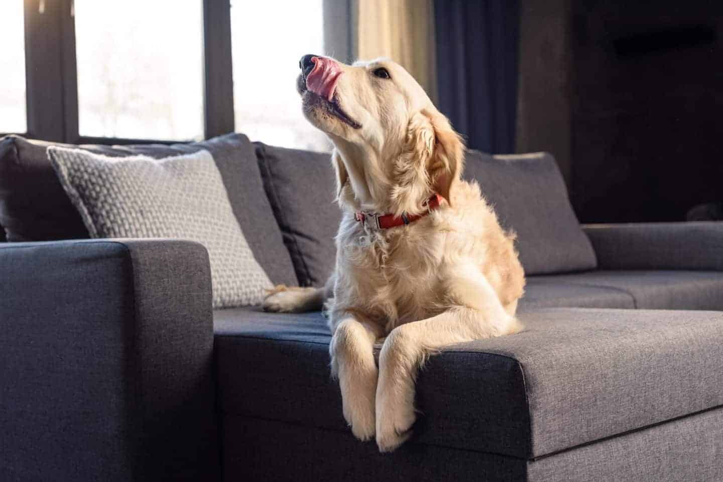 The Complete 5-Step Guide on What To Do If You've Been Bitten By a Dog