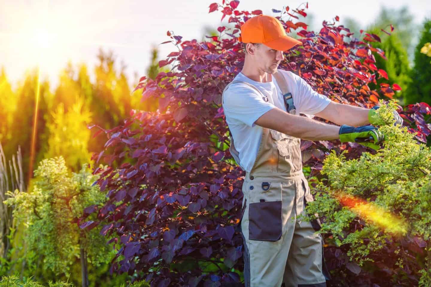 Keeping your trees and shrubs cut back and tidy will deter potential burglars from hiding in them.