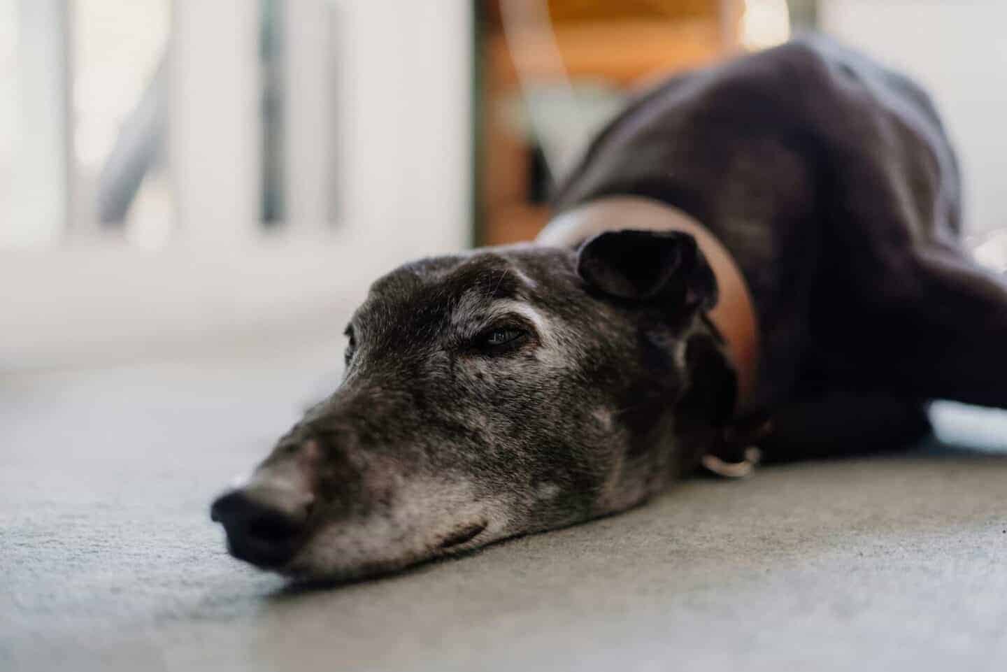 What Are the Most Common Health Problems in Older Dogs