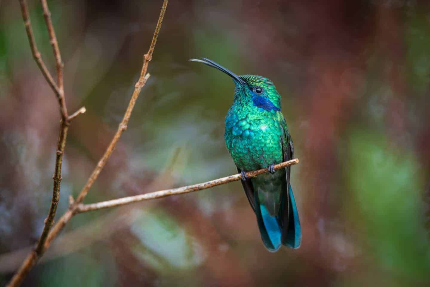 A stunning blue and green bird sitting on a twig