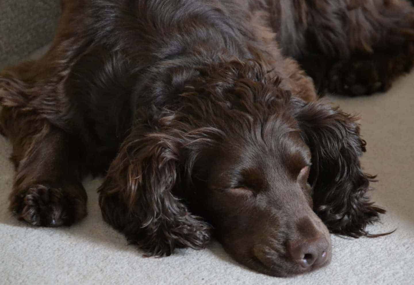 HOUSE CLEANING TIPS FOR DOG OWNERS Mummy Matters