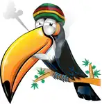 Oleo de canabidiol ´e viciante? Sem chances