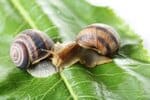 How To Humanely Get Rid of Slugs and Snails from Your Garden