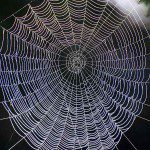 spider web