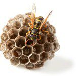 wasp pest control