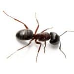 black ant