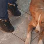 Entregarán turnos para castración gratuita este jueves desde las 7 en zoonosis