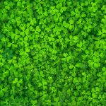 How to get rid of clover in lawn