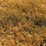 Common Spring Lawn Diseases and How to Prevent Them