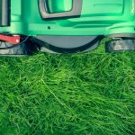 Creating a Pet-Friendly Lawn