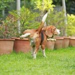 Purebred beagle dog peeing on lawn