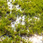 Puddle of water on grass