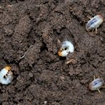 Chafer grubs can be controlled by nematodes applied by a watering can. The soil temperature must be at least 12 degrees Celsius.