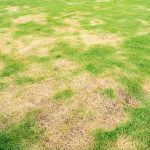 Pests and disease cause amount of damage to green lawns, lawn in bad condition and need maintaining