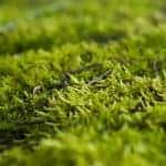 Moss grass