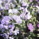 Light Lens Lab 50mm f1.5 Z21 作例