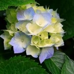 Profile picture of Tsering