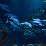 Fish in an aquarium