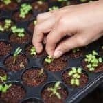 sustainable garden tips - planting seedlings