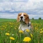 How to Stop Your Dog from Gaining Excess Weight