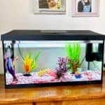 Top Tips On How To Set Up and Care For a Tropical Fish Tank
