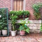 Choosing the Right Plants to Grow in Your Fruit Cage