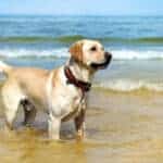 What Kind Of Labradors Are There