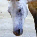 How to Protect Your Horse from Flies This Summer