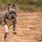 What To Do If You Are Attacked By a Dog