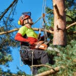 the benefits of hiring a tree surgeon
