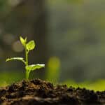 ways to make your garden grow