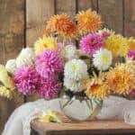 November is the Month of the Chrysanthemum