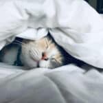 Help Your Family Members Sleep Like Babies With These Useful Tips