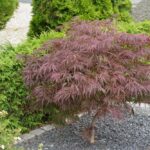 how to plant an acer tree in the ground or pots