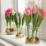 How To Grow Tulips In Water or Soil Indoors