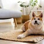 Can Handmade Rugs Be Pet-Friendly Rugs