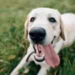 Why Is Age-Appropriate Dog Food Important? Meeting Specific Nutritional Needs