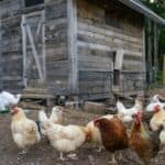 Common Mistakes to Avoid When Selecting a Chicken Coop